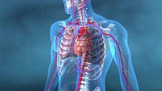 Au coeur des organes : Coeur et vaisseaux